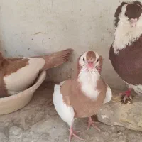 کبوتر زینتی ناصری