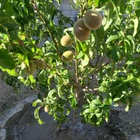 ویلا باغ صوفیان به طرف شبستر