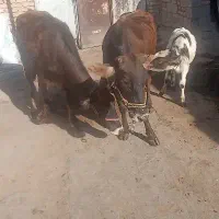 دو عدد گاو محلی ویک گوساله ماده