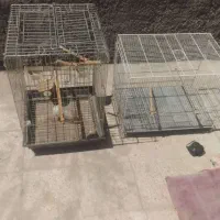 قفس پرنده