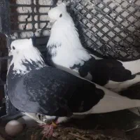 یه جفت کبوتر پرشی
