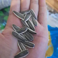 تخمه صادراتی