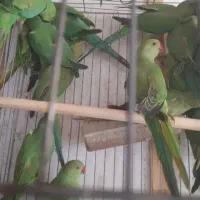 طوطی|پرنده|کرمان, |دیوار