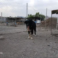 سگ قدر جونی