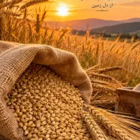 جو محلی بفروش میرسد