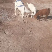 یک عدد بز و کهره سانان اسل شیرا