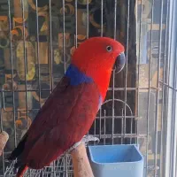 اکلکتوس ماده