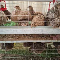 بلدرچین تخم گذار