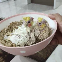 عروس هلندی