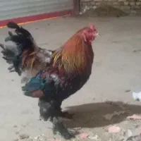 خروس برهما