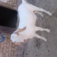 بزغاله نر