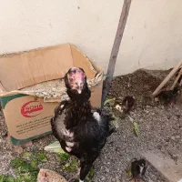 مرغ ماده همراه ۵ تا جوجه