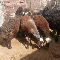 پنج عددبره ویک قوچ ویک میش