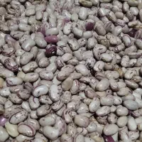 لوبیا چیتی|خوردنی و آشامیدنی|مریوان, |دیوار