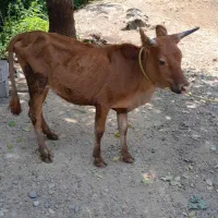 گاو لیشه چالوسی