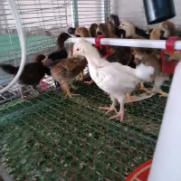 جوجه مرغ محلی گلپایگانی یک ماهه