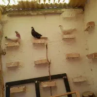 کبوتر