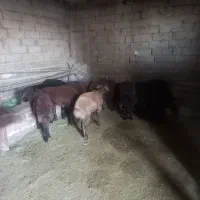 بره نر برای قربانی