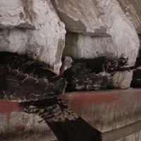 بوقلمون کرچ