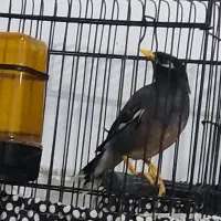 مرغ مینا سخن گو