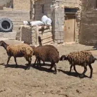 هترو|حیوانات مزرعه|زنجان, |دیوار