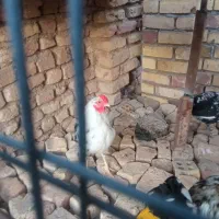 مرغ گلین.بلدرچین