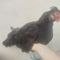 مرغ چهل تاج