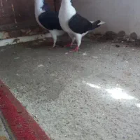 کبوتر معاوضه فقط با سبز و مگس