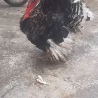 بقلمون