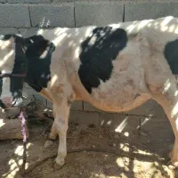 گاو و گوساله