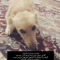 سگ گمشده