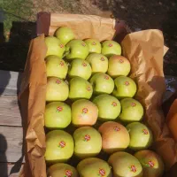 کارگر ساده و نیمه وارد در آبمیوه بستنی