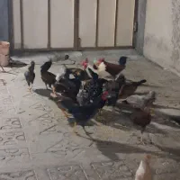 خروس.