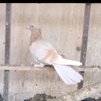 کبوتر زردی دوخط چش نوک سفید ۳عدد نر فروشی