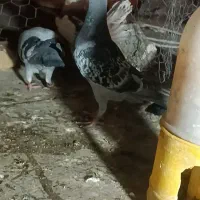 جوانه مگس