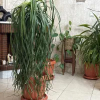گیاه لیندا