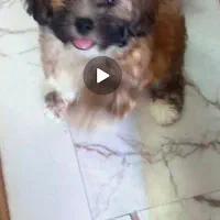 توله بامزه