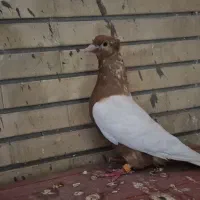 کبوتر