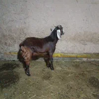 بزغاله نر پاکستانی