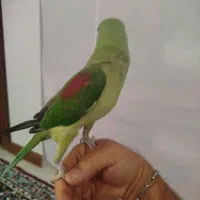 شاه طوطی نر