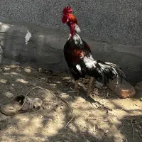 خروس