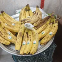 انواع میوه