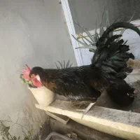 خروس