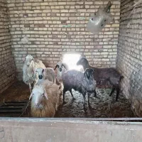فروش میش و بره