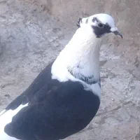 کفتر