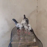 جوجه شعبان