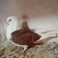 سه تا کبوتر شونی