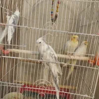 عروس هلندی