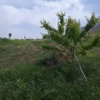 زمین جهت باغ و ویلاسازی