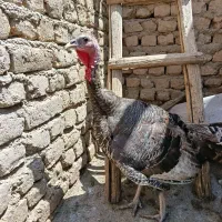 بوقلمون سنگین وزن